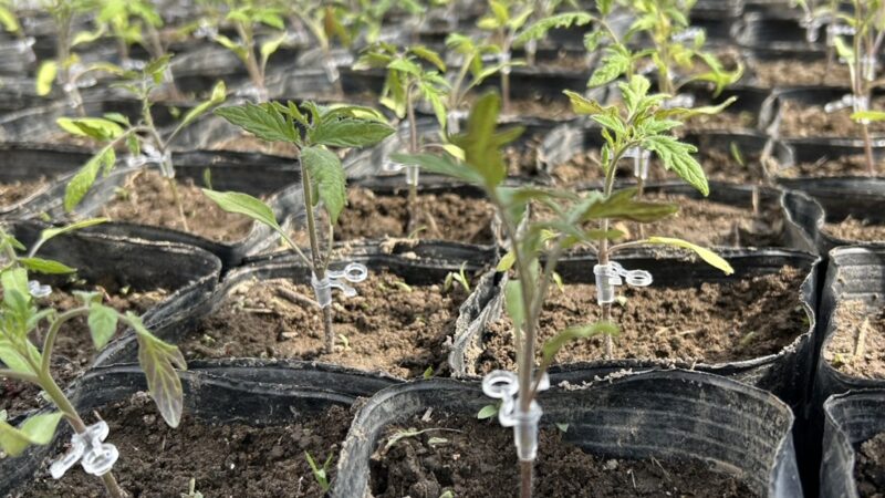 トマトの仮植作業🍅