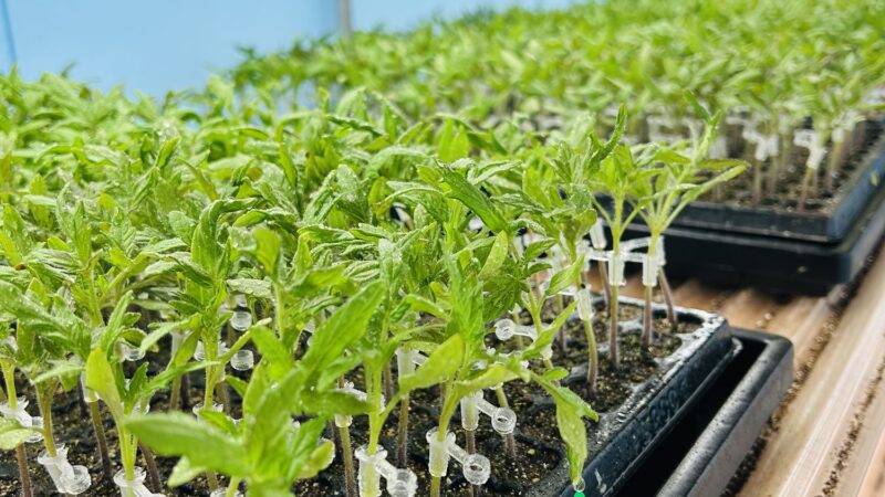 接木作業が始まりました🍅